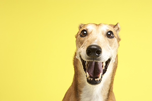 Greyhounds are on the list of dogs that don't shed much.